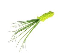 TOPINCN 5 Pièces Baguette de Chat d'herbe de Roseau Simulée, Teaser de Chat d'herbe de Queue de Chien de Simulation élevée avec Pointe en Peluche Douce et Tige Flexible, Jouet Interactif (Green)