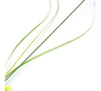 TOPINCN Lot de 2 Baguettes Teaser pour Chat Pissenlit, Haute Simulation en Forme de Queue de Chien Verte en Forme d'herbe avec 3 Options de Couleurs, Jouet Interactif pour Le Meulage des (Blue)