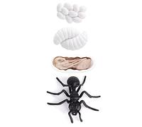 TOPINCN Modèle de Cycle de Vie des Insectes avec Stades de la Fourmi et | Jouet éducatif, matériau vinyle résistant, adapté à l\'école, bords lisses