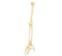 TOPINCN Modèle Professionnel D'os de Bras de Main pour L'enseignement et la Démonstration, Structure Osseuse du Membre Supérieur Humain, Affichage du Modèle, Hôpitaux, 26,8 Pouces