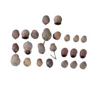 TOPPERFUN 24 Mini Noix Séchées Naturelles pour Couronne Décorative de Noël, Accessoires de Fruits Secs Naturels pour Bricolage Soi-même, Décoration Rustique Maison, Taille Aléatoire, 24