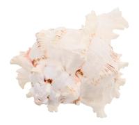 TOPPERFUN Grosse Conque Naturelle, Accessoire en Coquillage, Grand, Conch Beige, Remplissage de Vase, Décoration de Table et Mariage Thème Plage, Loisirs Créatifs et Événementiel