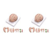 TORR Lot de 2 modèles d'anatomie du cerveau humain grandeur nature avec base d'affichage, pour étude et enseignement en classe scientifique B