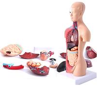 Torse Humain Structure D'Organes Modèles De Corps 15 PC Organes Extractibles Torse Médecin Torse Modèle du Corps Humain Anatomie Poupée Éducation Organes Modèle 28Cm