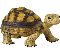 Tortue De Terre