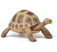 Tortue d'Hermann