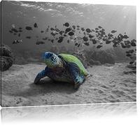 Tortues dans l'océan noir / blanc Taille: 60x40 sur toile, XXL énormes Photos complètement encadrée avec civière, impression d'art sur murale avec cadre, moins cher que la peinture ou la peinture à l'huile, pas une affiche ou une bannière,