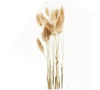 TOSSPER Fleur Séchée De Lane De Lapin 20 Tiges Natural Rabbit Queue Plantes Plantes Pampas Bouquet Bouquet Bouquet Accessoires De Décoration