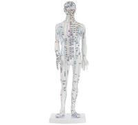 Totority Modèle D'acupuncture du Corps Humain Masculin en Plastique Blanc, Outil Éducatif pour Visualiser les Méridiens et Apprentissage des Points D'acupuncture à Domicile