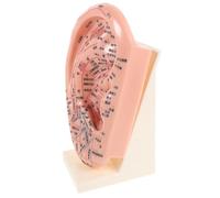 Totority Modèle et Observation Multiangles Pédagogique de Réflexologie Auriculaire en Pvc 3d Marquages Complets des Points D'acupuncture Outil D'apprentissage Pratique pour Laboratoire