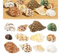 Touosy 12 Pièces Coquillage Decoration Coquilles Saint Jacques Decoration Aquarium pour Faire des Bijoux Bricolage à Domicile Vase Remplissage Plage Thème Fête Mariage Travaux Manuels