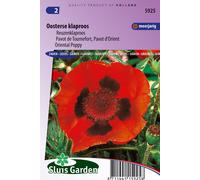 Tournefort Pavot / D'Oriënt Red Pavot - Graines de Fleurs Vivaces - Environ 0,25 g | SG5925