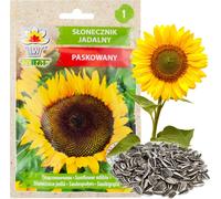 Tournesol comestible de jardin Semences rayées à semer Tournesol 10G