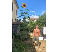 TOURNESOL GÉANT 50 GRAINES, UN MUR DE FLEURS HAUTE 5 METRES + Guide de Culture