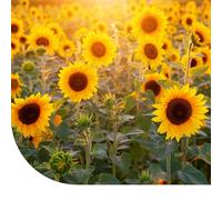 Tournesol géant 'Taiyo' (Helianthus annuus) - 2.500 graines - Hauteur de Croissance : 180 cm - Belle Floraison Estivale annuelle - Semences de Haute qualité