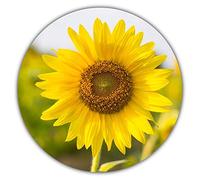 Tournesol Graines/Hélianthus Helianthus Annuus/env. 50 pièces/hingucker soi-même stanbauen : Jaune, Grand