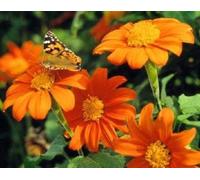 Tournesol mexicain de la flamme « Tithonia » 50 graines