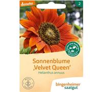 Tournesol "Velvet Queen" - Helianthus annuus