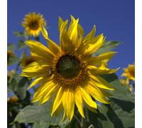 Tournesols (Helianthus annuus) 25 kg Semences à des fins ornementales; huile; graines, paille