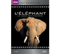 L'Eléphant Tout savoir sur...