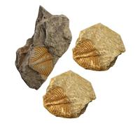 TOVINANNA 3 pièces Spécimens Fossiles Trilobite Décoration Bureau Éducative Kit Collections Paléontologie Scientifique