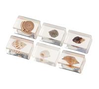TOVINANNA Lot de 6 Ornements en Résine Décor de Coquillages pour Collection et Micro-paysage, Décoration Naturelle pour Bureau et Exposition Plusieurs styles