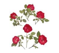 TOVINANNA Lot de 6 set de Fleurs Séchées Pressées Roses Rouges Décoration de Fleur DIY Accessoire Fait Main pour Loisirs Créatifs Matériel Floral Naturel pour Création de Marque-Pages et