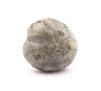 TOXASTER AMPLUS - Oursin Fossile Naturel en Provenance de France, Claix - Fossile Marin Préhistorique, 102.80 ct - Certificat d'Authenticité Inclus 29 x 28 x 19 mm Naturel G