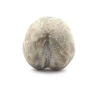 TOXASTER AMPLUS - Oursin Fossile Naturel en Provenance de France, Claix, Isère - Fossile Marin Précieux et Rare 159.75 ct - Certificat d'Authenticité Inclus 31 x 31 x 23 mm