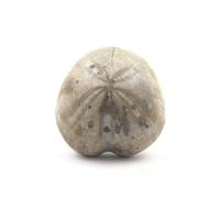 TOXASTER AMPLUS - Pierre Fossile Naturelle en Provenance de France, Claix - Oursin Fossile Hauterivien Sup. (123M/A) 128.70 ct - Certificat d'Authenticité Inclus 30 x 29 x 20 mm G