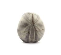 TOXASTER AMPLUS - Pierre Fossile Naturelle en Provenance de France, Claix - Oursin Fossile Hauterivien Sup. 123M/A - 133.0 ct - Certificat