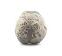TOXASTER AMPLUS - Pierre Fossile Naturelle en Provenance de France, Claix - Oursin Fossile Hauterivien Sup. 123M/A - 126.50 ct - Certificat