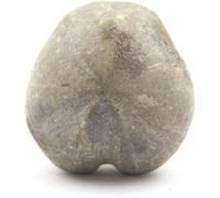 Oursin Fossile, Toxaster Amplus 129.40 carats