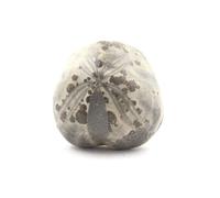 TOXASTER AMPLUS - Pierre Fossile Naturelle en Provenance de France, Claix - Oursin Fossile Hauterivien Sup. 123M/A - 145.30 ct - Certificat