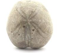 TOXASTER AMPLUS - Pierre Fossile Naturelle en Provenance de France, Claix - Oursin Fossile Hauterivien Supérieur, 132.75 ct - Certificat d'Authenticité Inclus 32 x 31 x 19 mm G