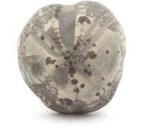 TOXASTER AMPLUS - Pierre Fossile Naturelle en Provenance de la France, Claix - Oursin Fossile Hauterivien Sup. (123M/A) - 117.80 ct - Certificat