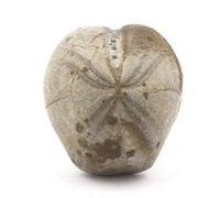 TOXASTER AMPLUS - Pierre Fossile Naturelle en Provenance de la France, Claix - Oursin Fossile Hauterivien Sup. (123M/A) 93.90 ct - Certificat