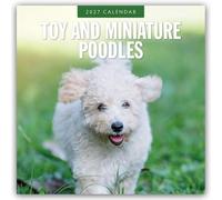 Toy and Miniature Poodles 2027 Square Wall Calendar