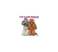 Toy & Miniature Poodles 2026 Wall Calendar