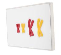 TOYANDONA 1 Ensemble Modèle De Chromosome Aide Pédagogique Apprendre des Outils Enseignement des Modèles De Changement De Chromosome Biologie Enseignement des Modèles De Méiose Modèles De