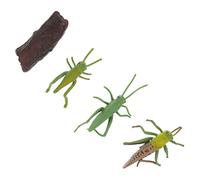 TOYANDONA 1 Jeu modèle d'insecte Mini-modèle Modèle de Croissance modèle de Figurine modèle de Cycle de Vie modèle d'évolution modèle d'affichage Plastique Green