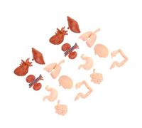TOYANDONA 2 Ensembles Modèles Anatomiques Humains Montessori Jouets Éducatifs Interactifs pour Garçon Fille Apprentissage Corps Organes Physiologie