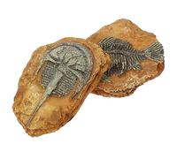 TOYANDONA 2 pièces Décor de Terrarium Résine de Fossiles de Trilobites pour Reptiles Accessoires Ludiques pour Terrarium et Paysage de Serpents Décorations Réalistes pour Habitat de Lézards