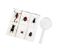 TOYANDONA 7 Pièces Modèle D’Insecte en Résine, Collection Décorative | Haute Transparence, Préservation D’un Vrai Insecte, Usage Maison et Kit D’éducation Nature pour Étudiants et Enseignants