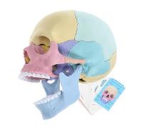 TOYANDONA Modèle Anatomique Crâne Humain Détachable Couleur Explosé Éducatif Stem pour Étude Scolaire et Professionnelle