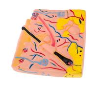 TOYANDONA Modèle Anatomique de Peau Précis et Portable pour Enseignement et Biologie Structure Complète des Couches Cutanées pour Classe Laboratoire et Recherche