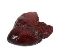 TOYANDONA Realistic Pig Heart Model Artificial Food Prop for Restaurant and Kitchen Decor Detailed Fake Meat for Photography and Creative Display
