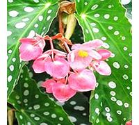TOYHEART 100pcs Graines De Fleurs Premium Begonia Graines Pleines De Vitalité Vibrante Fleur Pastorale Plantation Plantation Plante Plage De Begonia Graine Pour Balcon La graine