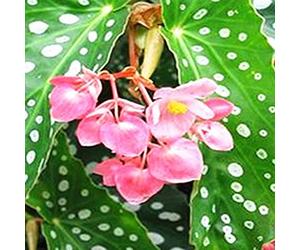 TOYHEART 100pcs Graines De Fleurs Premium Begonia Graines Pleines De Vitalité Vibrante Fleur Pastorale Plantation Plantation Plante Plage De Begonia Graine Pour Balcon La graine