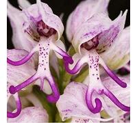 TOYHEART 50pcs Graines De Fleurs De Qualité Supérieure Grande Demande en Eau Bonne Ventilation Besoin De Graines D'orchidées Rouges Italiennes Décoratives pour Balcon Violet